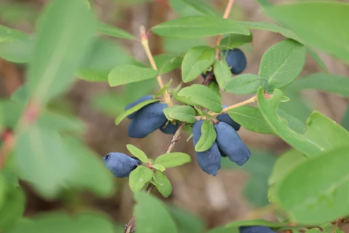Makeasinikuusama (hunajamarja, haskap) 