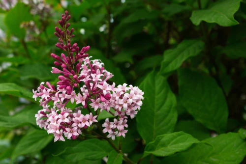Isabellansyreeni