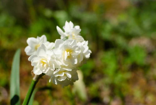 Kerrannaiskukkainen narsissi 