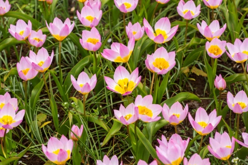 Syreenitulppaani (kreetantulppaani) 