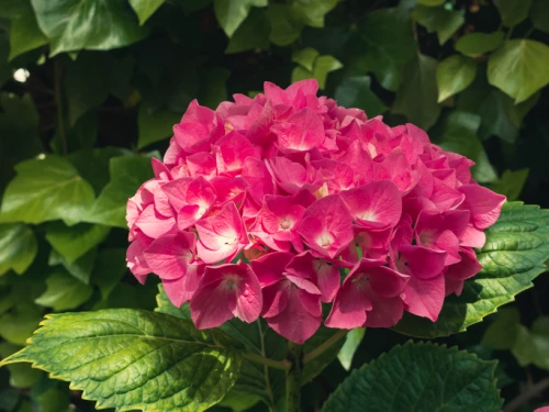 Jalohortensia 