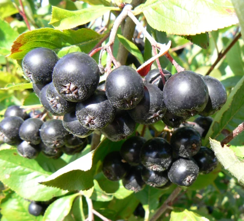 Marjapihlonia (marja-aronia) rungollinen