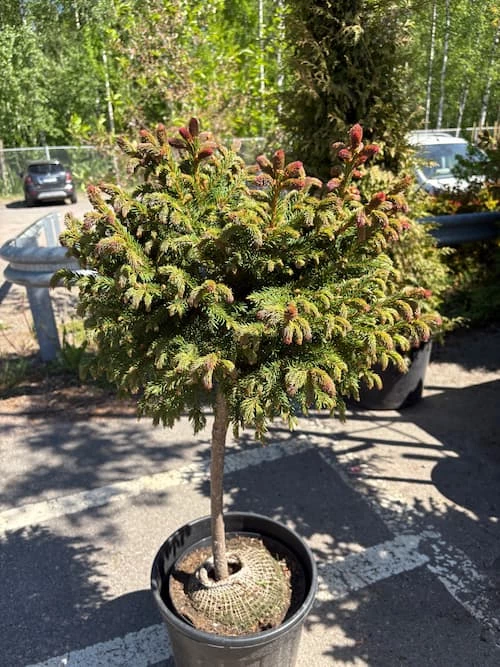 Purppuratuulenpesäkuusi 