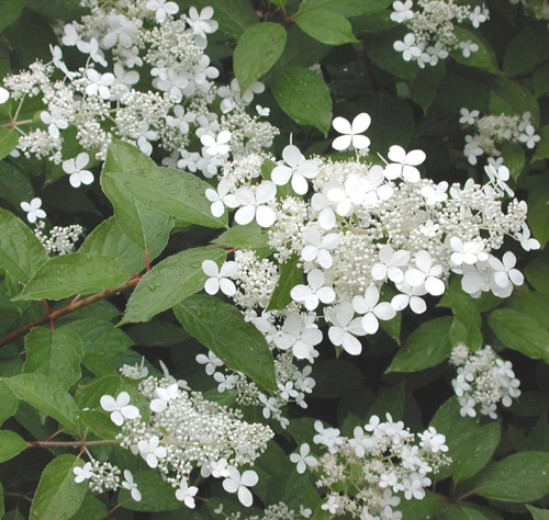 Mustilanhortensia 