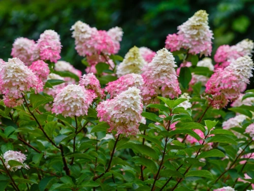 Japaninhortensia (pikkuhortensia)