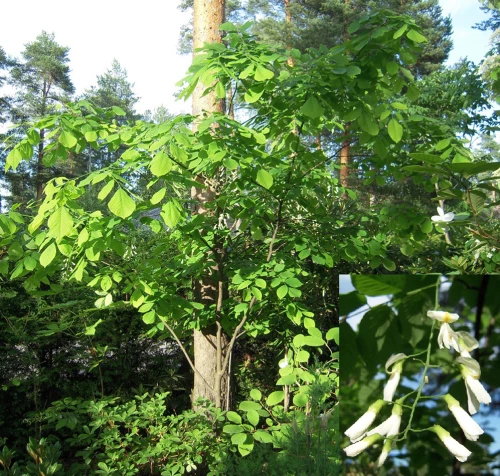 Amerikanlakkipuu 