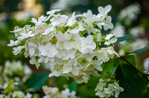 Japaninhortensia (syyshortensia) 