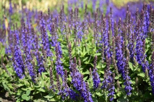 Lehtosalvia