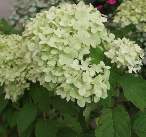 Japaninhortensia (syyshortensia) 