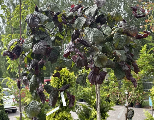 Purppurapeikonpähkinä runkovartinen