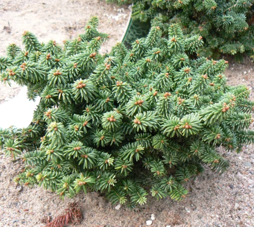 Kääpiöpalsamipihta