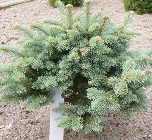 Kääpiölännenpihta