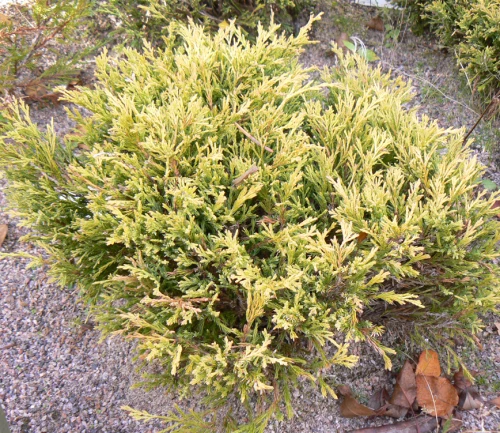 Keltainen tarhakataja