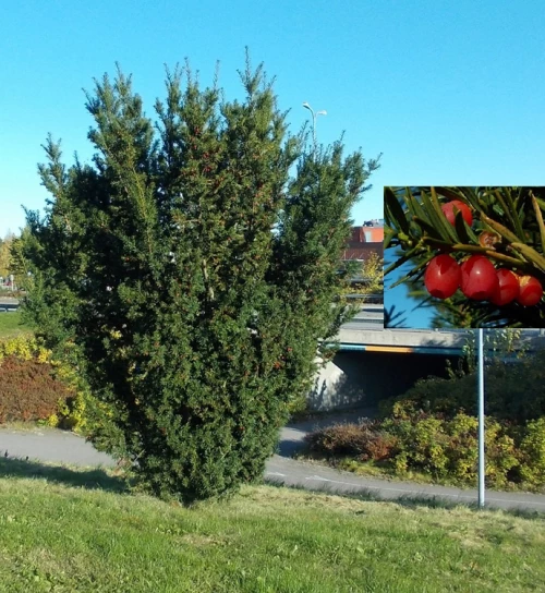 Kartiomarjakuusi EXTRA LAATU