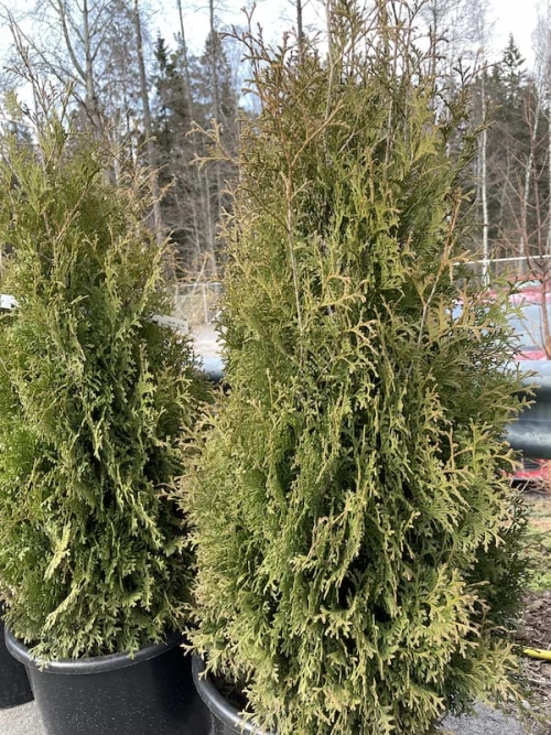 Holmstrupintuija (kartiotuija)