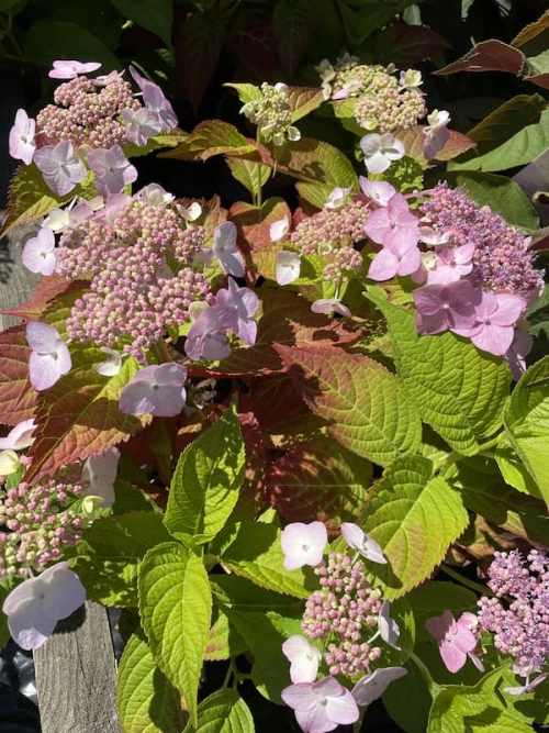 Koreanhortensia