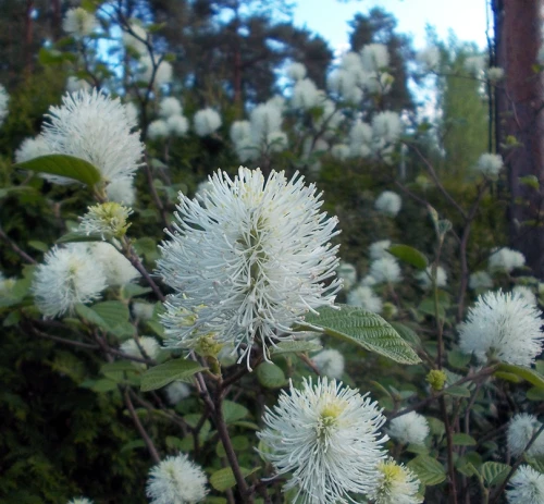 Höyhenpensas