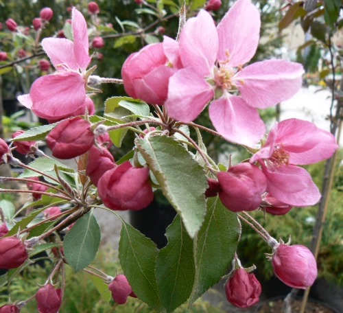 Purppuraomenapuu (koristeomenapuu)