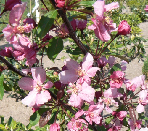 Purppuraomenapuu (koristeomenapuu)