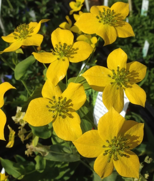 Kultakielijänönputki