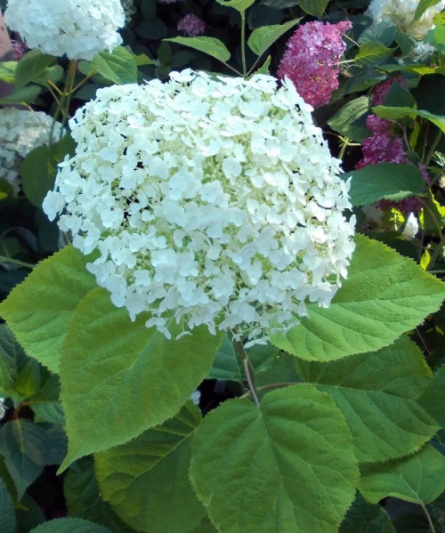 Pallohortensia