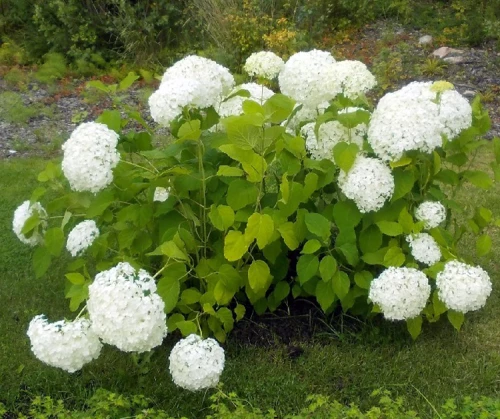 Pallohortensia