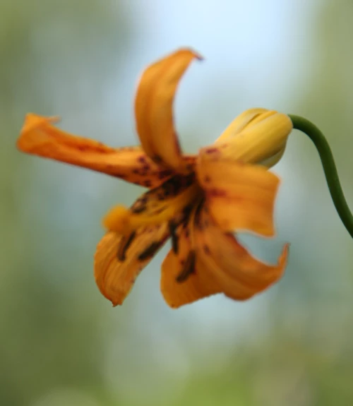Kanadanlilja