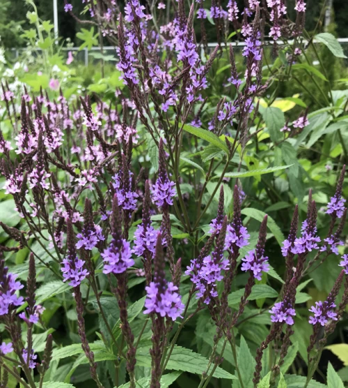 Tähkäverbena