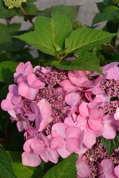 Jalohortensia