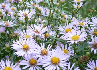 Syysasteri