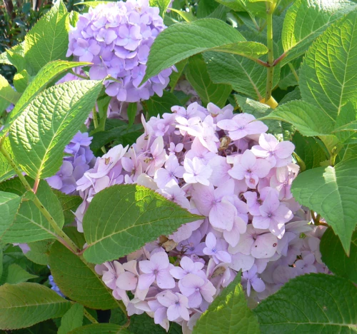 Jalohortensia