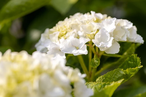 Jalohortensia