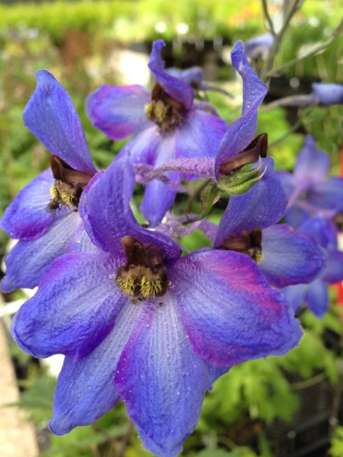 Nappiritarinkannus (jaloritarinkannus)