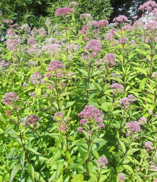 Täpläpunalatvio (täpläpunalatva)