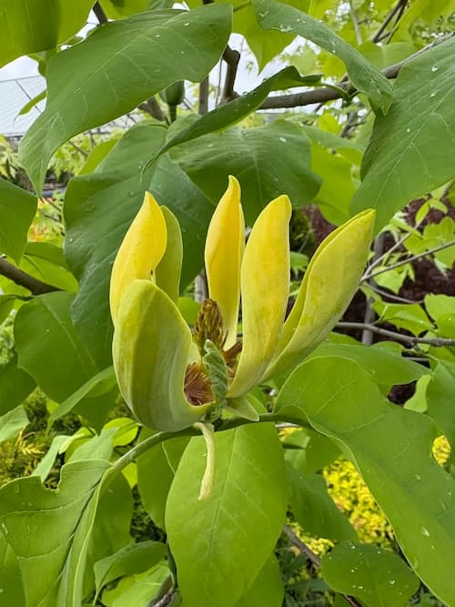 Poppelimagnolia