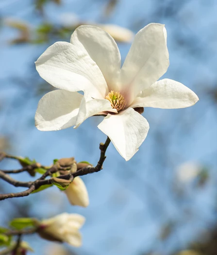 Japaninmagnolia