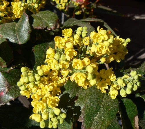 Lännenmahonia