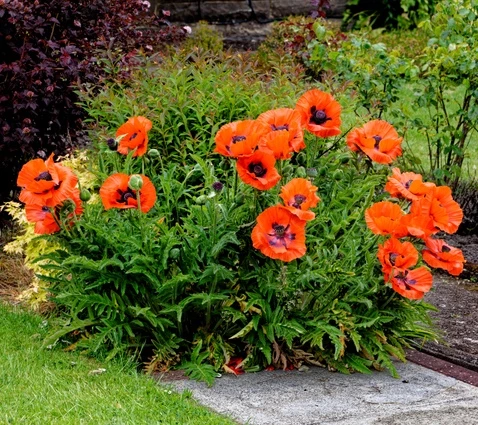 Jättiunikko (Isoidänunikko)