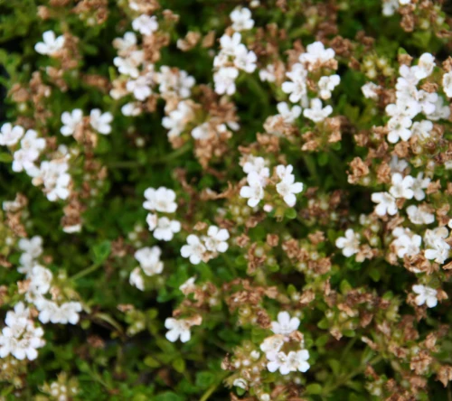 Harmaa-ajuruoho