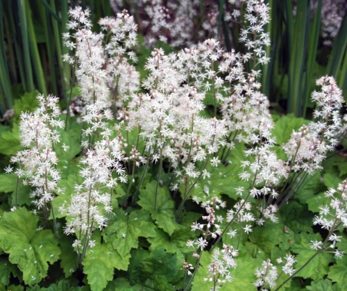 Rönsytiarella