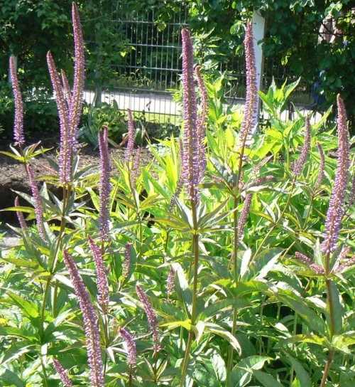 Virginiantädykkö, vaaleanpunainen