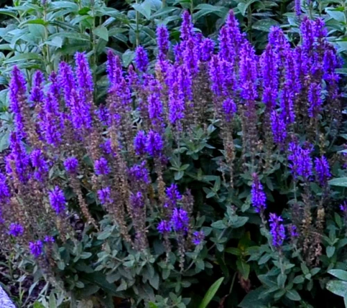 Lehtosalvia