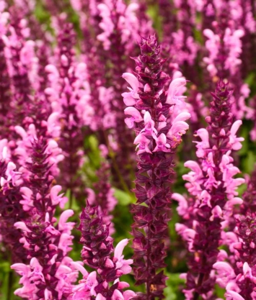 Loistosalvia