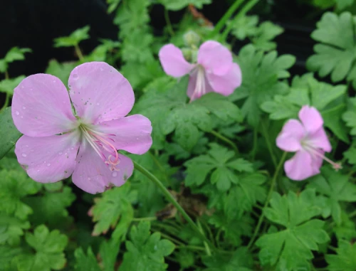 Dalmatiankurjenpolvi