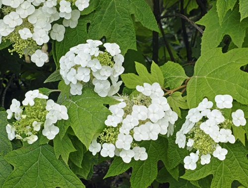 Tammihortensia