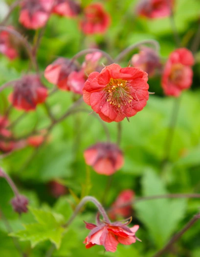Ojakellukka