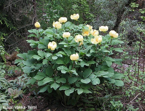 Kaukasianpulskapioni (kaukasianpioni)