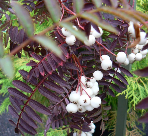  Korupihlaja (helmipihlaja)