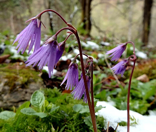 Metsäalppikello