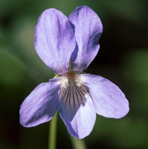 Purppuraorvokki